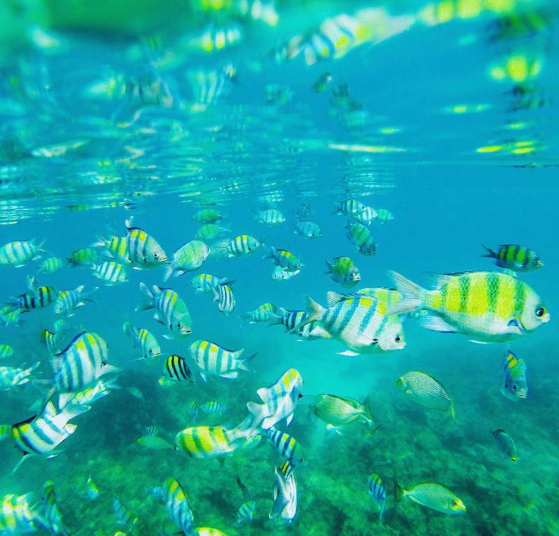 Tropical fish and marine life phuket snorkeling off yanui near prom thep cape