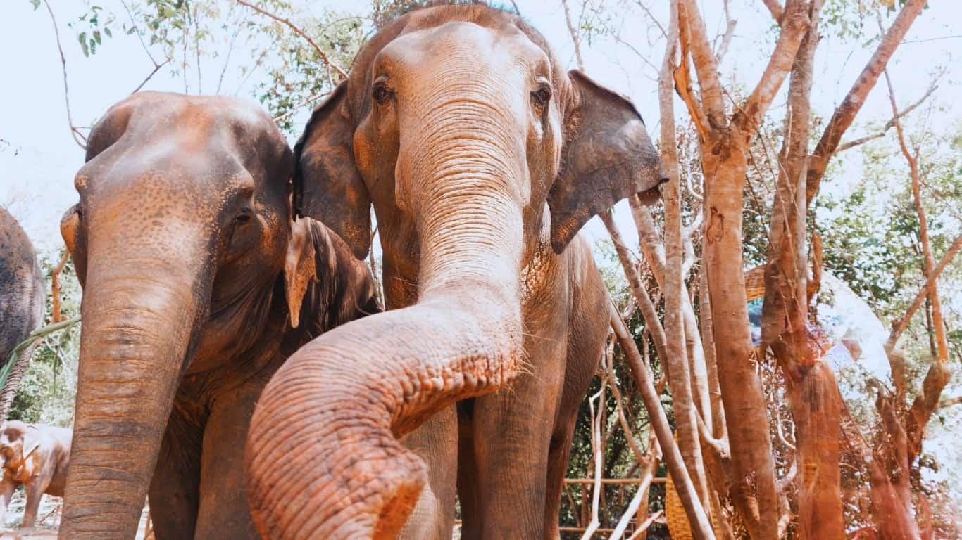 A visit to an ethical elephant sactuary in phuket is a wonderful team experience