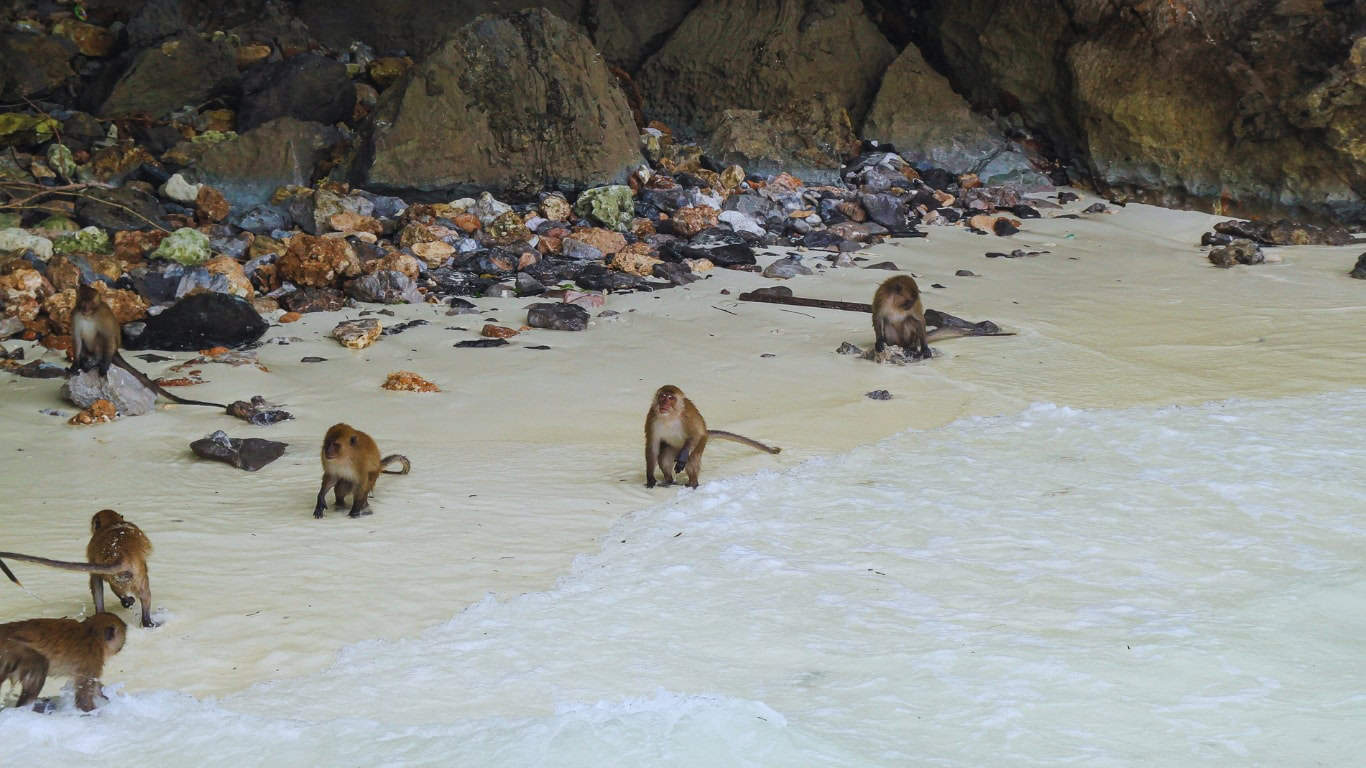 Wild monkeys at monkey beach and monkey bay