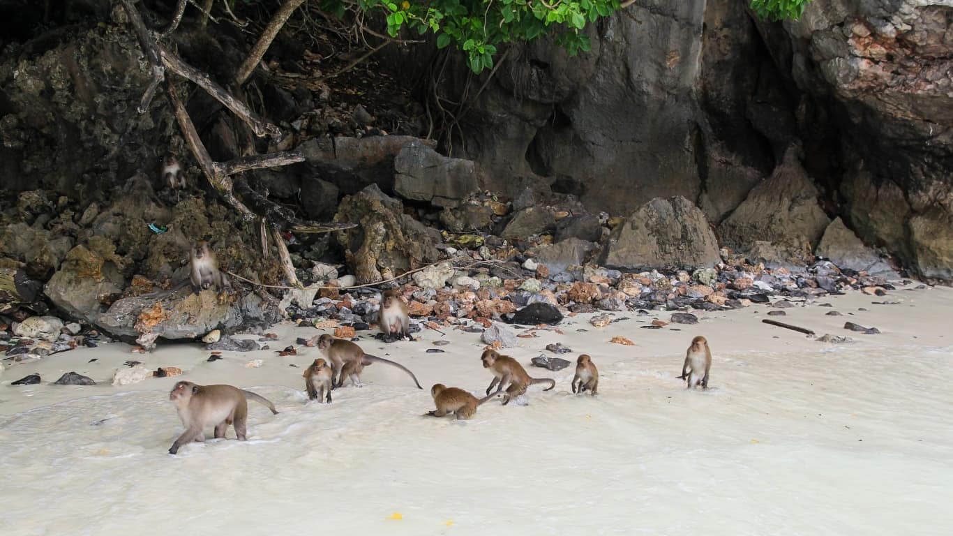 Monkey beach, phi phi islands