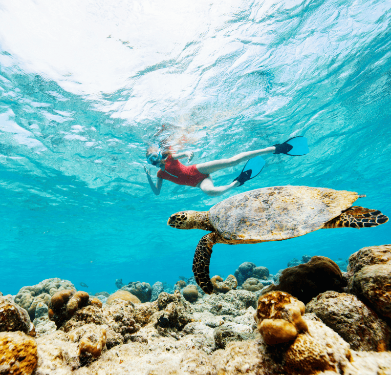 Swim with the sea turtles and encounter other marine animals on your aquatic adventures