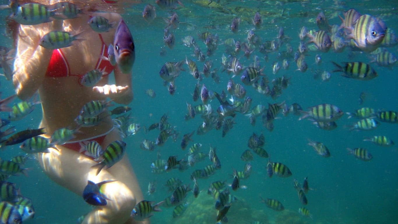 Enjoy swimming and snorkeling around phi phi