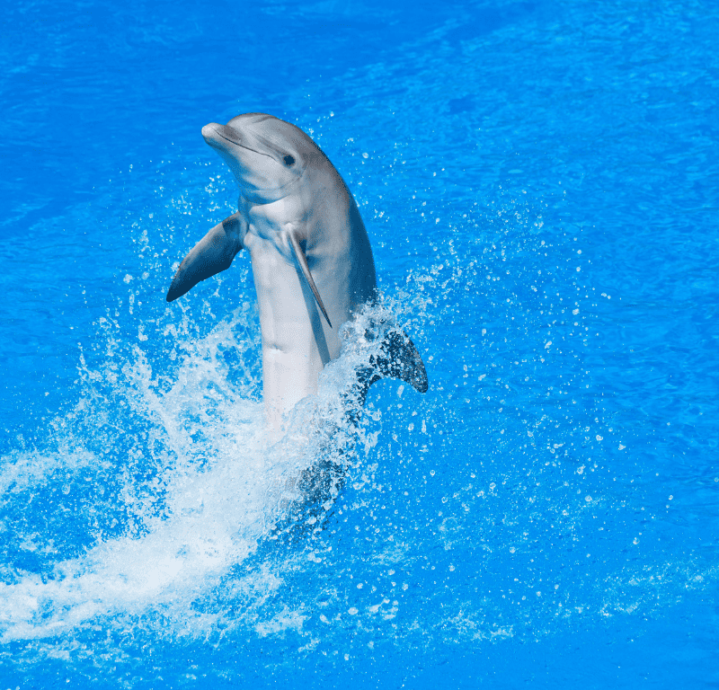 The star of the show dolphin back leap