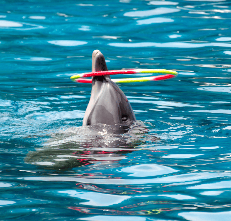 Dolphin playing with ring