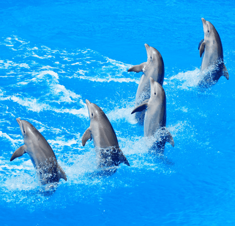 Dolphins leaping out of the water