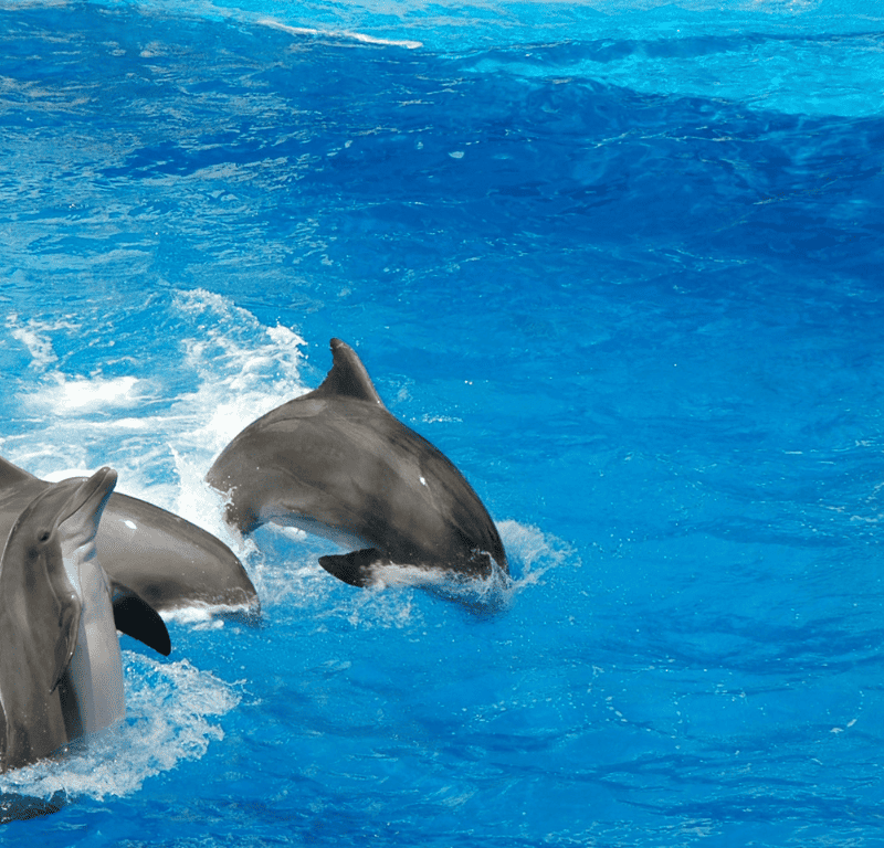 Dolphins showing off tricks