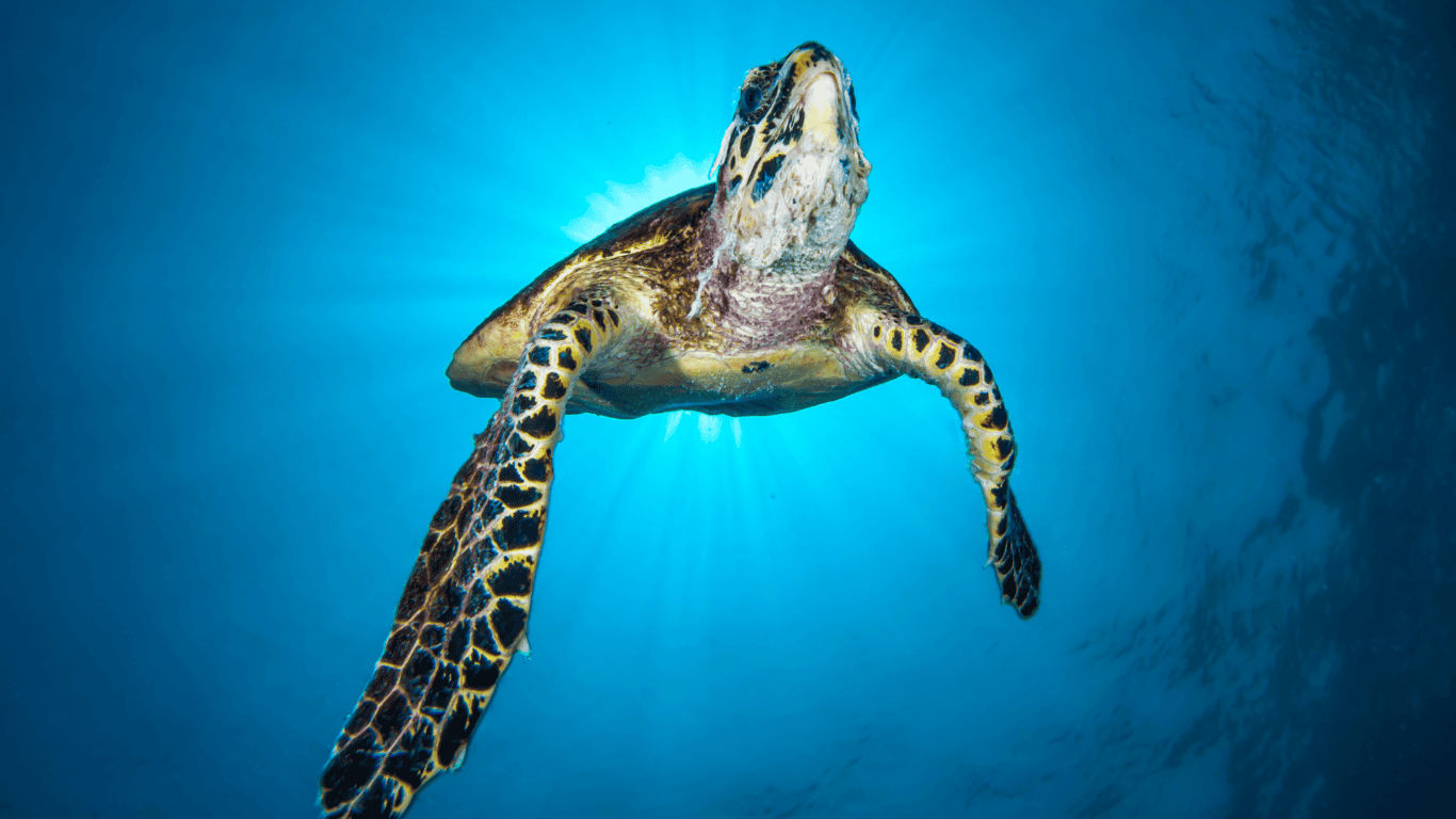 Encounter hawksbill turtles if you are lucky enough!