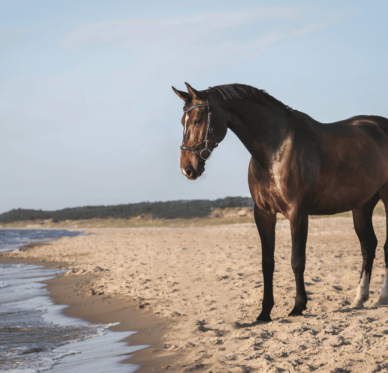 Horse riding phuket experience