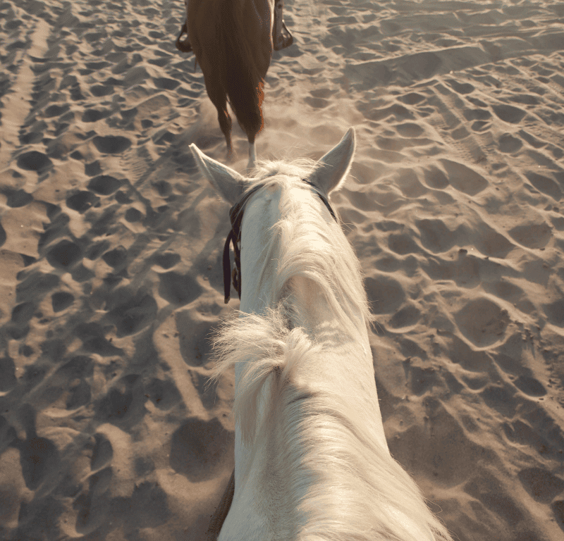 Horse rider's view