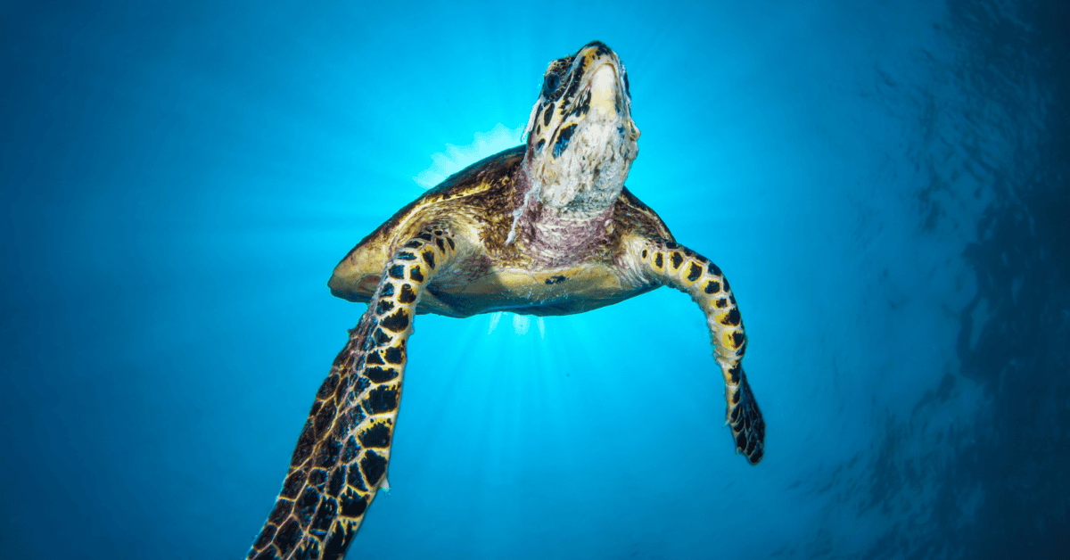 If you are lucky enough you can encounter hawksbill turtles at koh haa