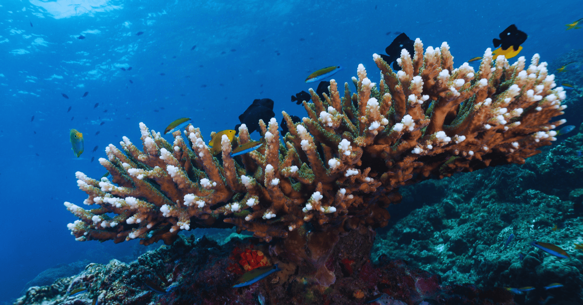 Koh haa is home to plenty of reef fish and corals