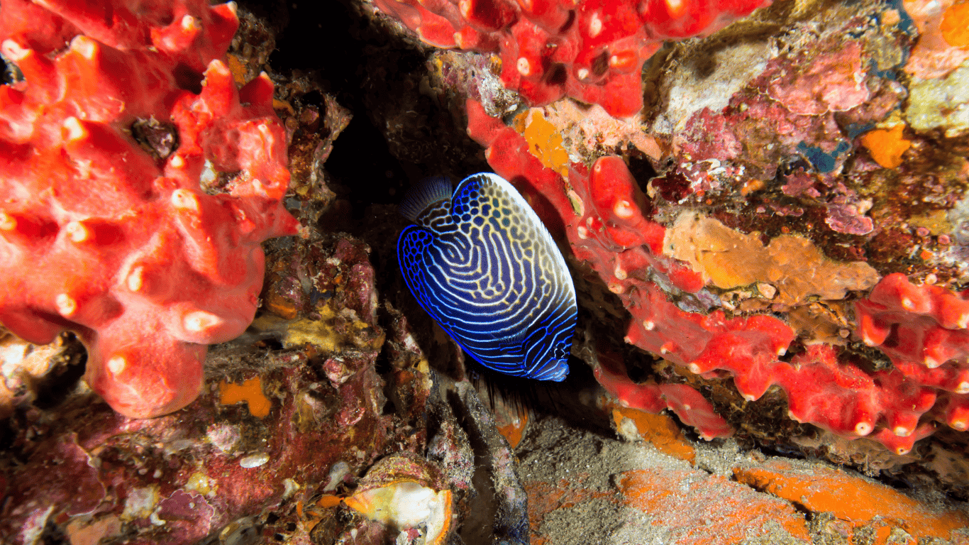 Koh haa is home to tropical reef fish like angelfish