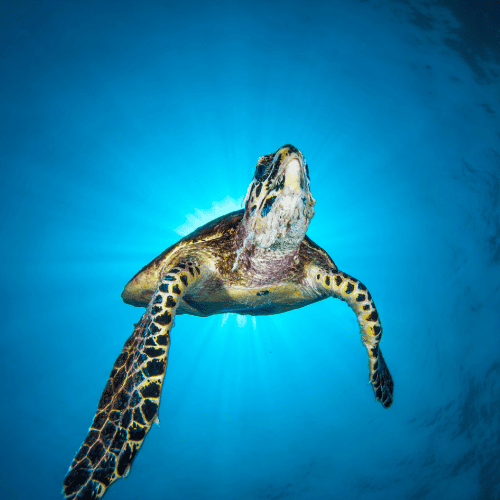 Coral seekers the remarkable koh haa island tour 2023 » 23 may 2023