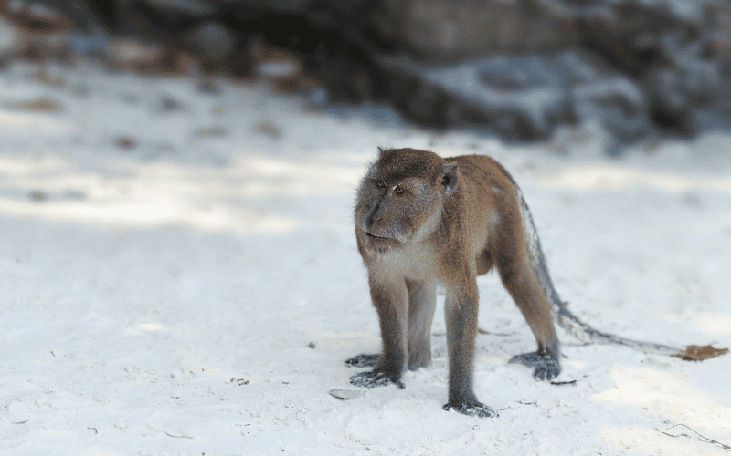 Monkey on the beach in monkey bay