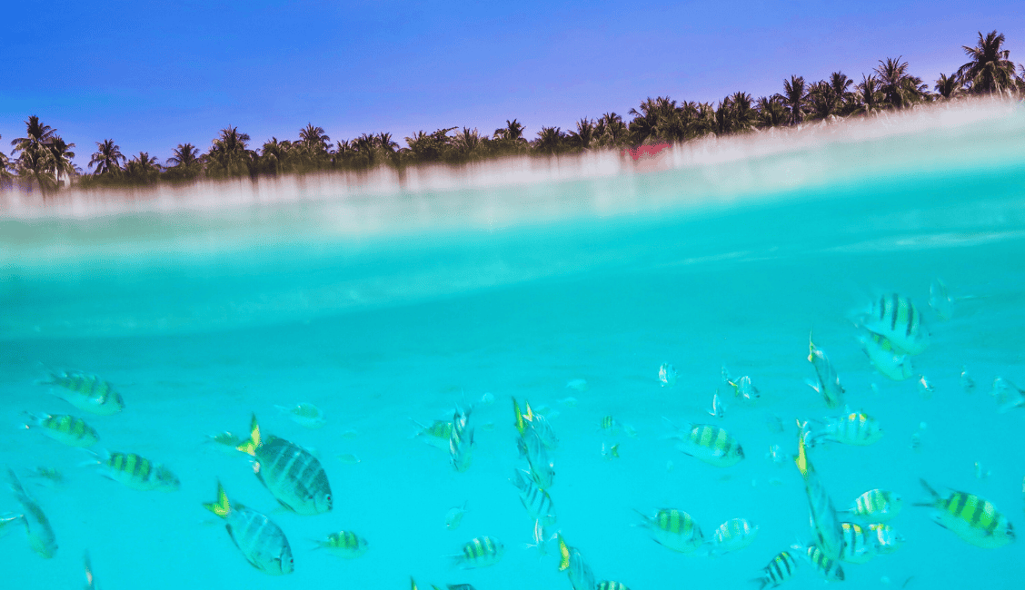 Spot the tropical fish and beautiful coral reefs as you arrive at coral island