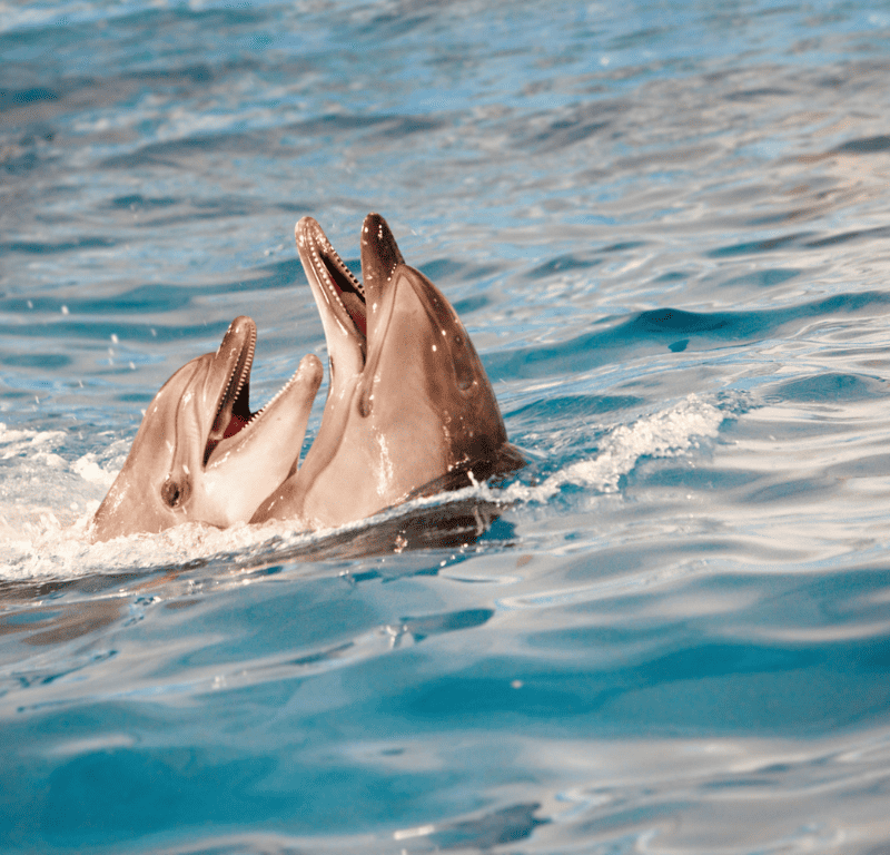 Dolphins playing in the dolphin show phuket