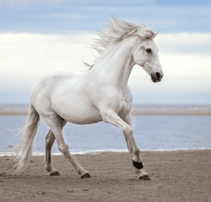 White majestic horse on the beach