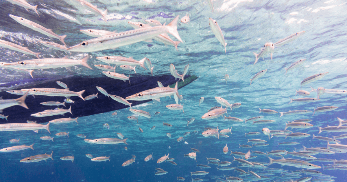 Yellowtail barracuda at koh haa